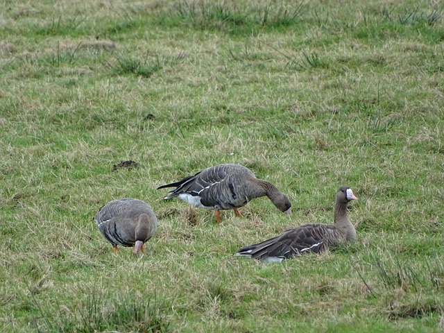 卡尔德克的 卡尔德克的