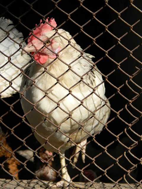 短道速滑自 短道速滑自